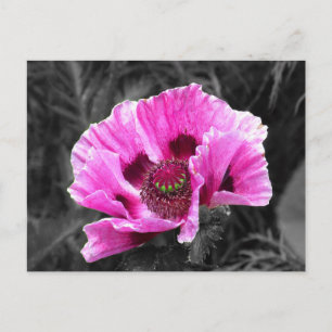 Carte Postale Pop couleur violet de fleur de sable