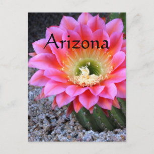 Carte Postale Pop de cactus rose, Arizona