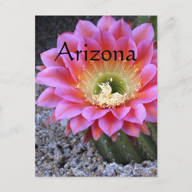 Carte Postale Pop de cactus rose, Arizona (Devant)