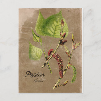 Carte postale Poplar Tree de style vintage