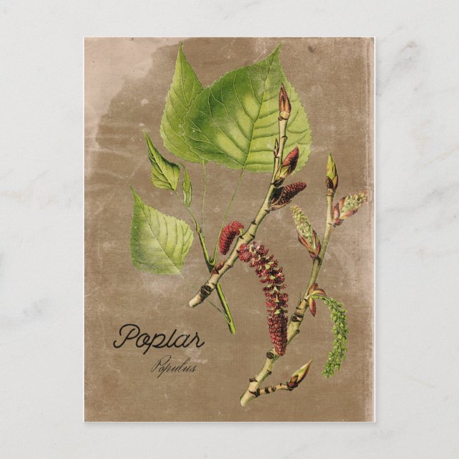 Carte postale Poplar Tree de style vintage (Devant)