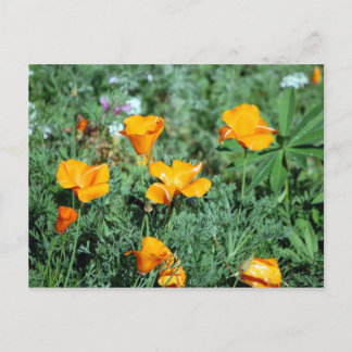 Carte postale Poppies