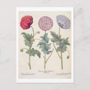 Carte Postale Poppies : 1. Papaver multiplex albumoris rubicundi