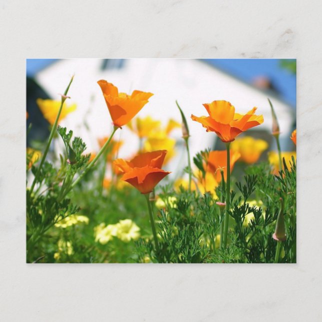 Carte Postale Poppies de Californie (Devant)