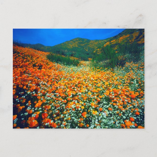 Carte Postale Poppies de Californie et fleurs sauvages de maïs (Devant)