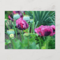 Poppies d'opium