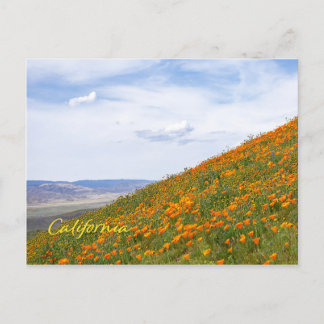 Carte Postale Poppies d'or de Californie