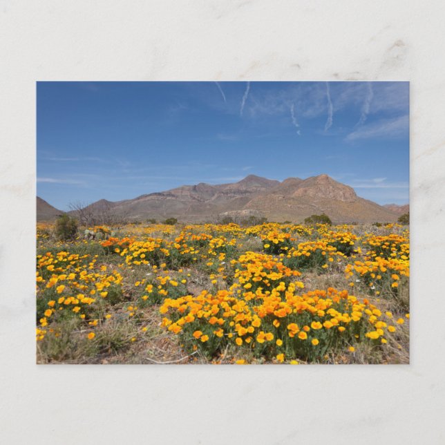 Carte Postale Poppies El Paso (Devant)