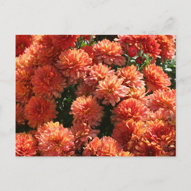 Carte Postale Poppies I (Devant)