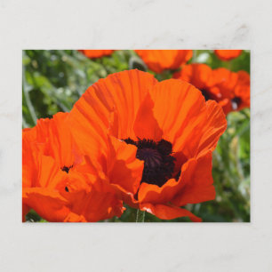 Carte Postale Poppies orientales (Papaver orientale)