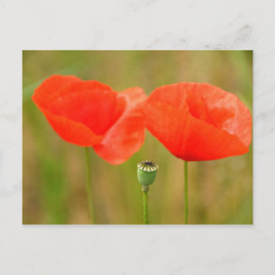 Carte Postale Poppies rouges