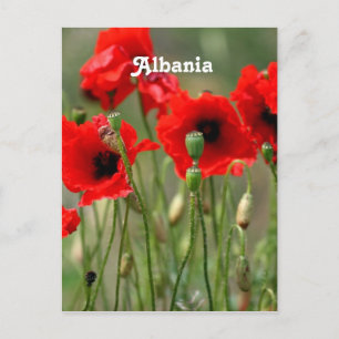 Carte Postale Poppies rouges