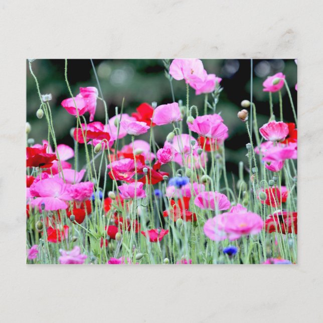 Carte Postale Poppies rouges et roses (Devant)