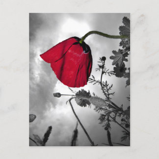 Carte Postale Poppy