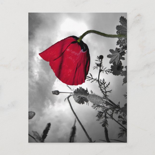 Carte Postale Poppy (Devant)