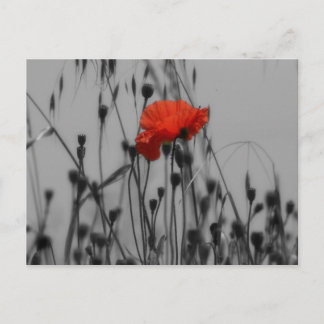 Carte Postale Poppy