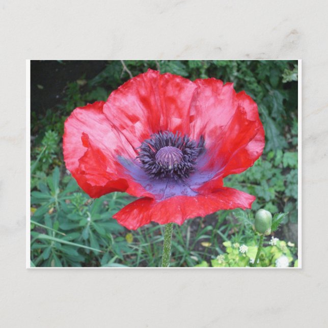 Carte Postale Poppy (Devant)