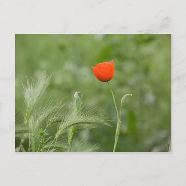 Carte Postale Poppy (Devant)