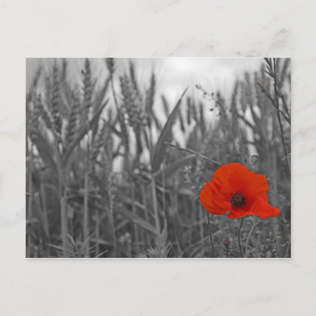 Carte Postale Poppy (Devant)