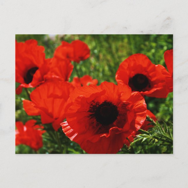Carte postale Poppy (Devant)