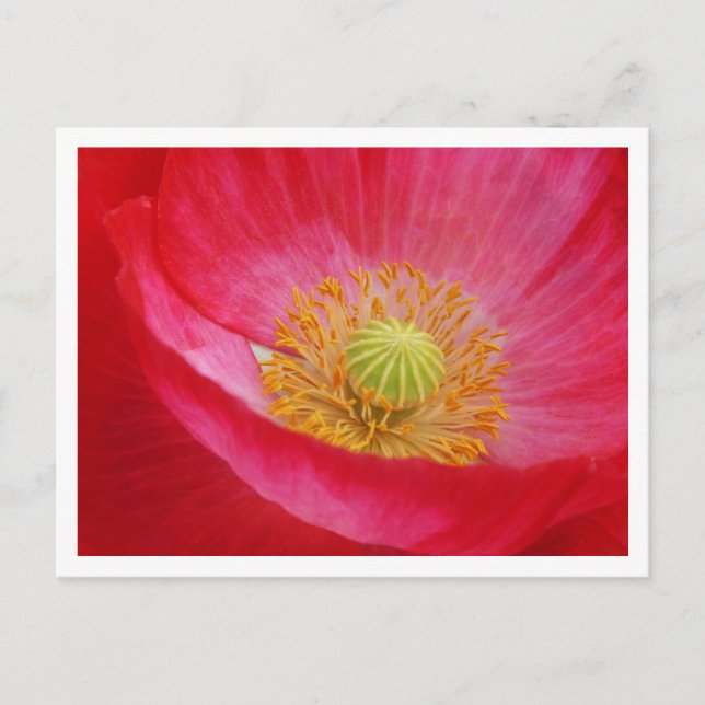 Carte postale Poppy (Devant)