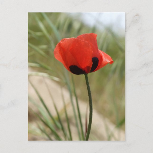 Carte postale Poppy (Devant)