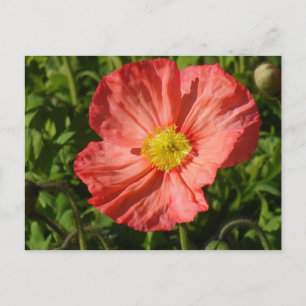 Carte Postale Poppy d'Islande