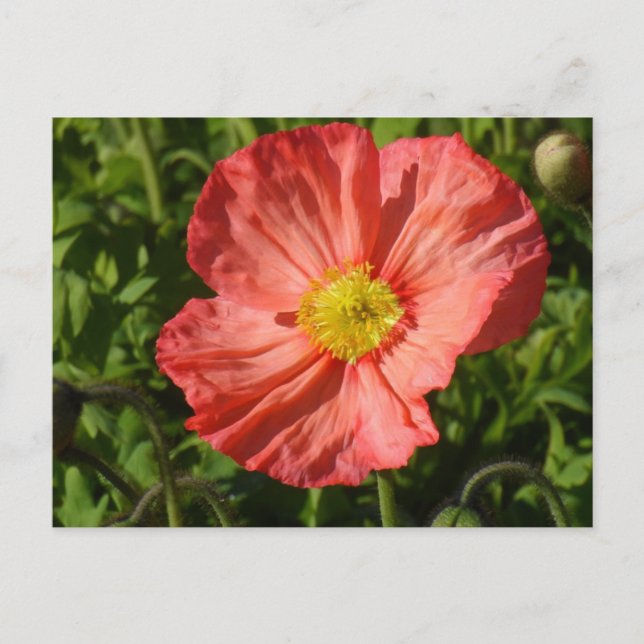 Carte Postale Poppy d'Islande (Devant)
