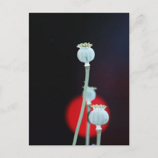 Carte Postale Poppy encase Asia Style photographié par Tutti