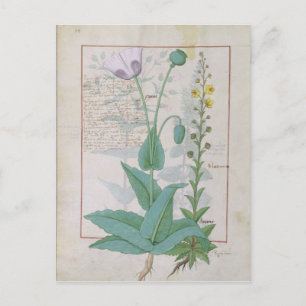 Carte Postale Poppy et Figwort