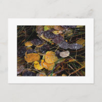 "Popsicles de la nature"