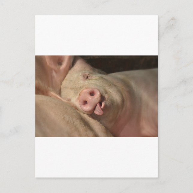 Carte Postale porc (Devant)