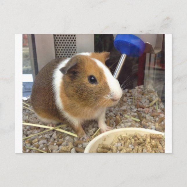 Carte Postale porc à guinnie Brown et blanc (Devant)