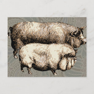 Carte Postale Porc de Ferme Vintage Antiquités de Bétail de Camp
