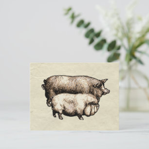 Carte Postale Porc de Ferme Vintage Antiquités de Bétail de Camp