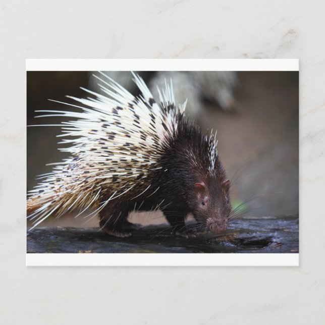 Carte Postale Porc-épic (Devant)