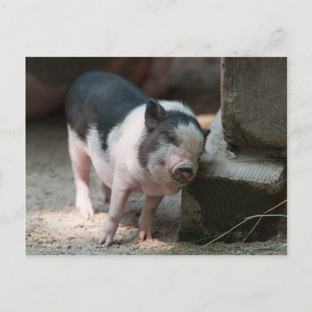 Carte Postale Porcinet au juste endroit (Devant)