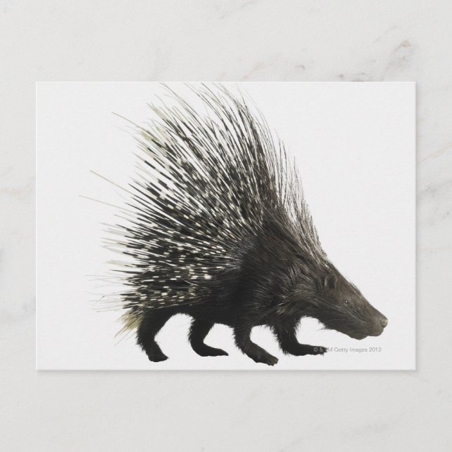 Carte Postale Porcupine (Devant)