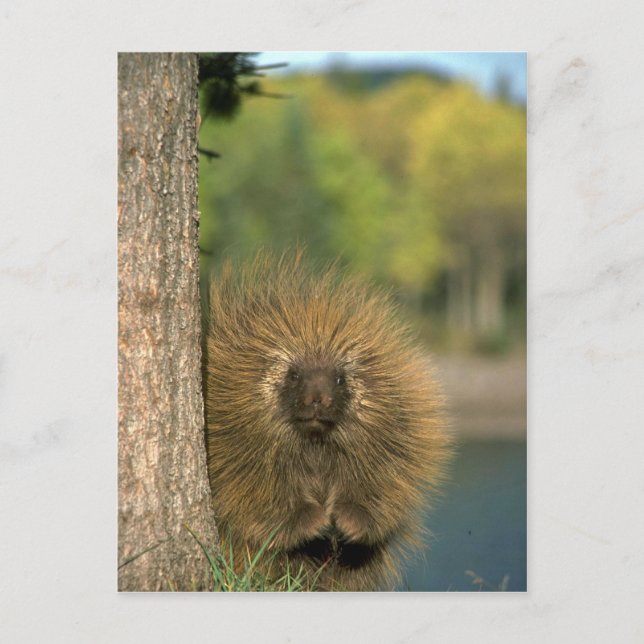 Carte Postale Porcupine (Devant)