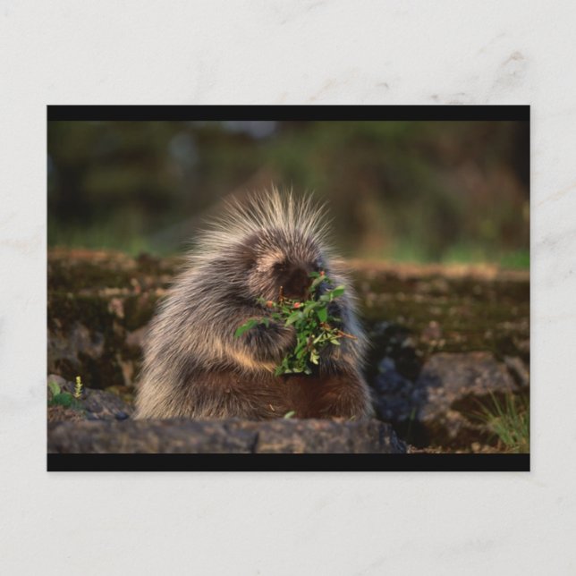 Carte Postale Porcupine adorable (Devant)
