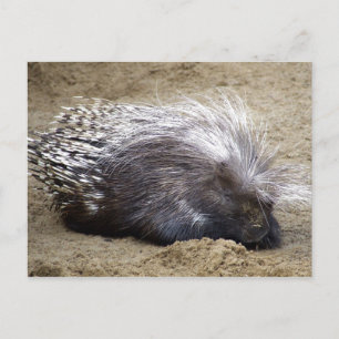 Carte Postale Porcupine De Mug Avec Mop De Gros Cheveux Sur La T