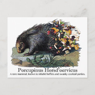 Carte Postale Porcupinus Hoerd'oervicus