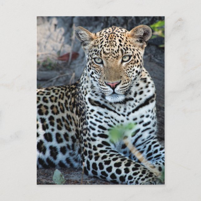 Carte Postale Porsitting de Close up leopard (Devant)