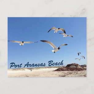 Carte Postale Port Aransas Beach Seagull Photographie Jolie