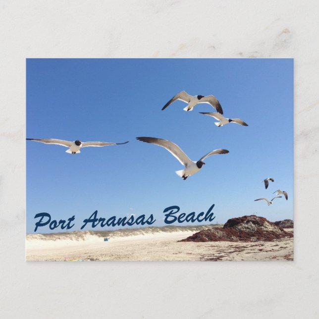 Carte Postale Port Aransas Beach Seagull Photographie Jolie (Devant)