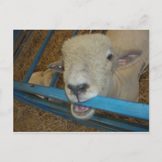 Carte Postale Porte à mâcher du mouton (Devant)