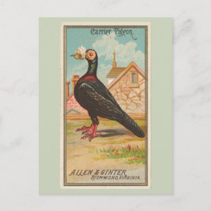 Carte Postale Porte Pigeon