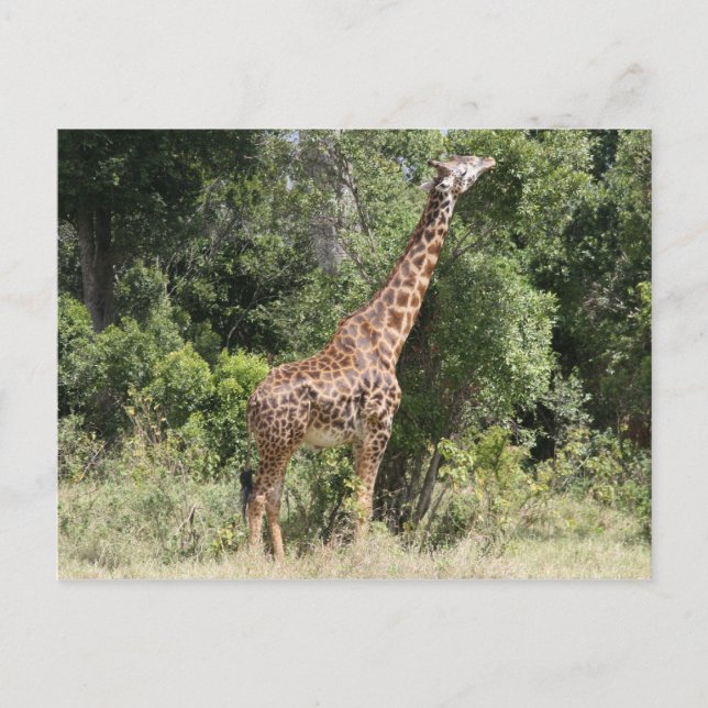 Carte Postale portée de girafe (Devant)