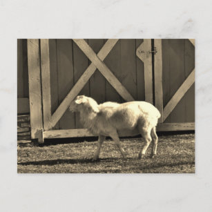Carte Postale Portes de chèvre et de grange Sepia Tone