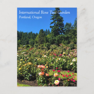 Carte Postale Portland Rose Garden